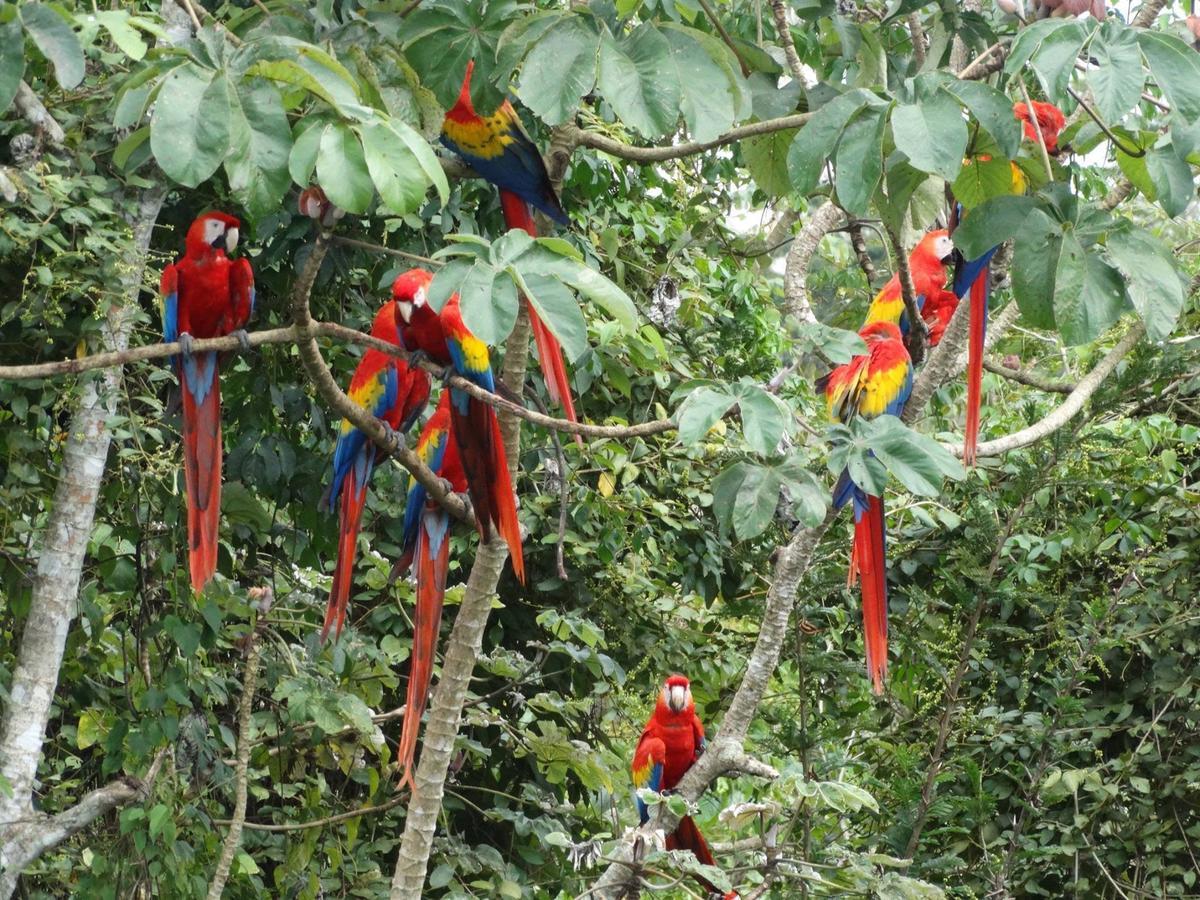 Hotel Casa Guacamaya Palenque Exterior foto
